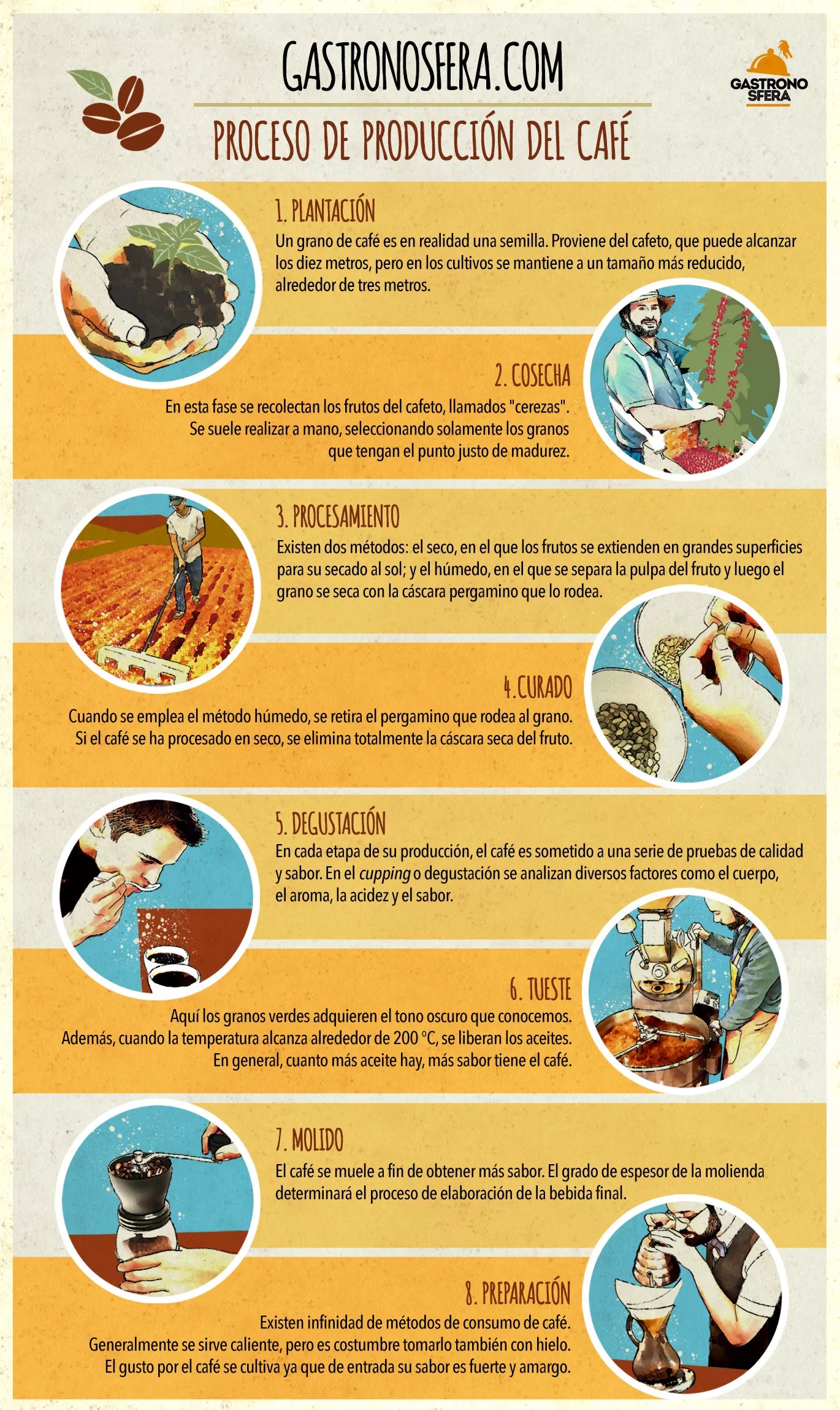 proceso-de-elaboración-del-café